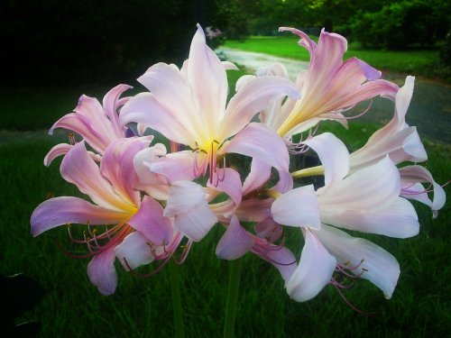 lilies2006c-500px.jpg